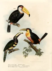 Toko-Tukan, 1864